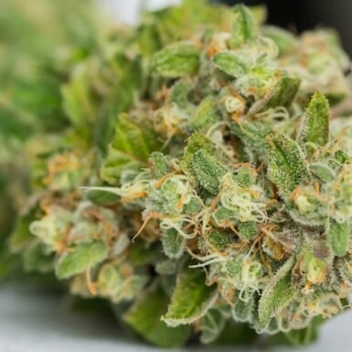 dry-cannabis-white-surface